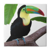 “Keel-billed Toucan”の優良製品 タイル (正面)