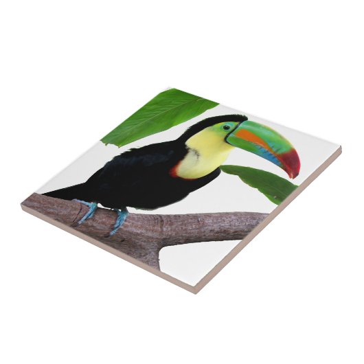 “Keel-billed Toucan”の優良製品 タイル (側面)