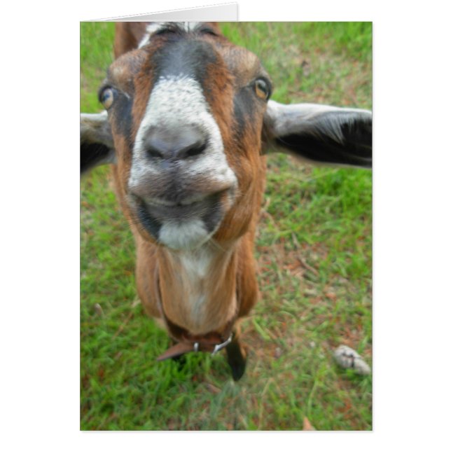 keepin私のギャップ! Mariahヤギカード (正面)