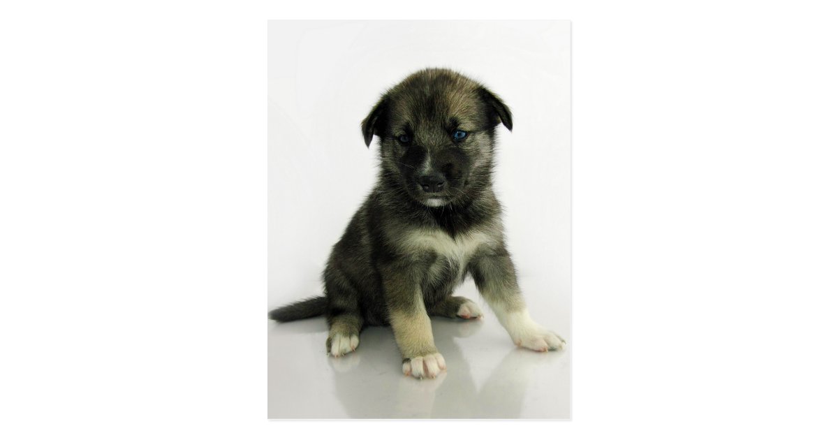 Keeshondのシベリアンハスキーの雑種の子犬 ポストカード Zazzle Co Jp Keeshondのシベリアンハスキーの雑種の子犬 ポストカード Zazzle Co Jp