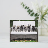 Keeshondの子犬 ポストカード (スタンド正面)