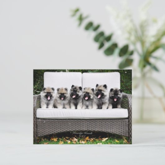 Keeshondの子犬 ポストカード (スタンド正面)