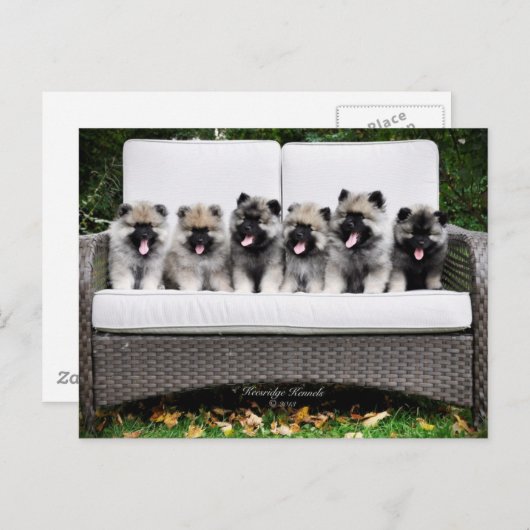 Keeshondの子犬 ポストカード (正面/裏面)