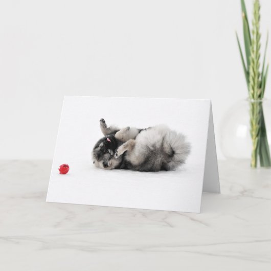 Keeshondの挨拶状 カード (正面)