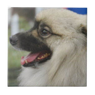 Keeshond犬のタイル タイル