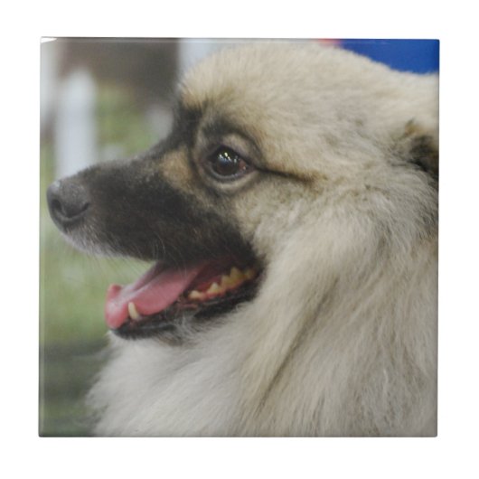 Keeshond犬のタイル タイル (正面)