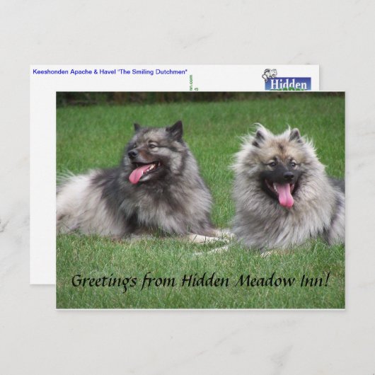 Keeshondsアパッシュ及びHavelの微笑のオランダ人男性の郵便はがき ポストカード (正面/裏面)