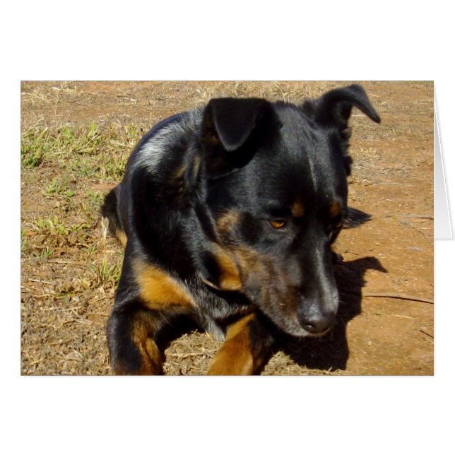 Kelpie_Farm_Life,_ (正面横)