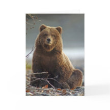 Kenai NWR、アラスカのアラスカのヒグマ