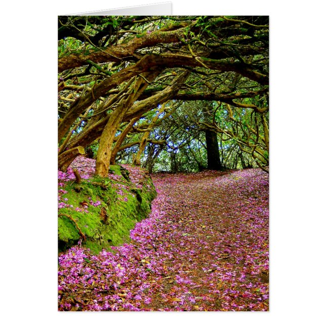 Kenmareアイルランド (正面)