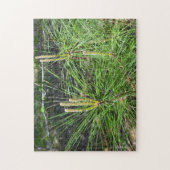 Kenneth Yoncichによる松針 ジグソーパズル (縦)