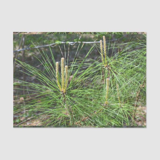 Kenneth Yoncichによる松針 薄葉紙 (正面)