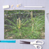 Kenneth Yoncichによる松針 薄葉紙 (クラフト)