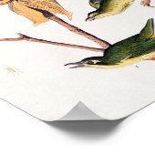 Kentucky Fly-catching Warbler Birds Illustration ポスター (角)