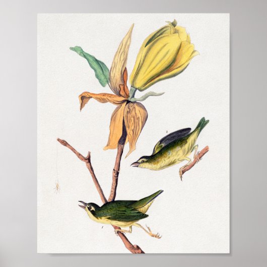 Kentucky Fly-catching Warbler Birds Illustration ポスター (正面)