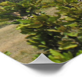 KENYA高くそびえるキリン ポスター (角)