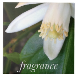 Keramikfliese "Fragrance" - DesignDElia タイル