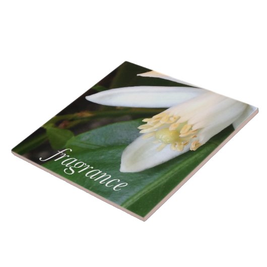 Keramikfliese "Fragrance" - DesignDElia タイル (側面)