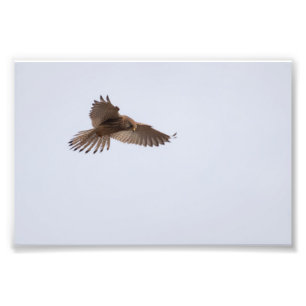 Kestrel フォトプリント