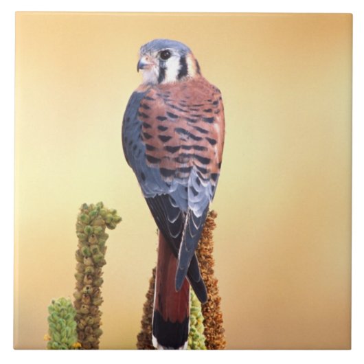 Kestrel、Falco sparverius、米国およびカナダへの先住民 タイル (正面)