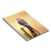 Kestrel、Falco sparverius、米国およびカナダへの先住民 ノートブック (右側)