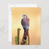 Kestrel、Falco sparverius、米国およびカナダへの先住民 ポストカード (正面/裏面)