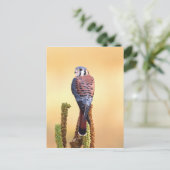 Kestrel、Falco sparverius、米国およびカナダへの先住民 ポストカード (スタンド正面)