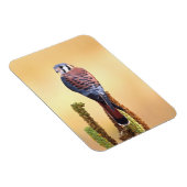 Kestrel、Falco sparverius、米国およびカナダへの先住民 マグネット (右側)