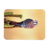 Kestrel、Falco sparverius、米国およびカナダへの先住民 マグネット (横)