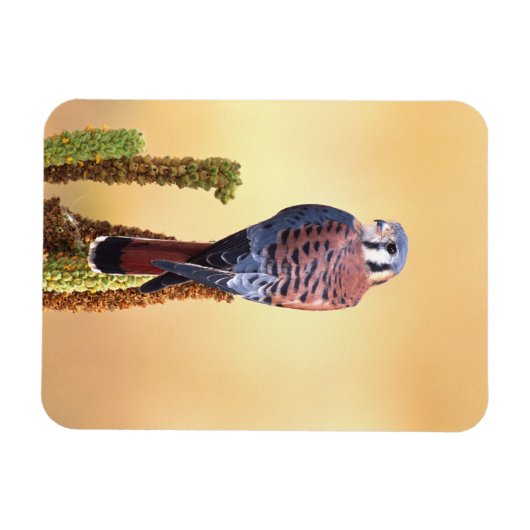 Kestrel、Falco sparverius、米国およびカナダへの先住民 マグネット (横)
