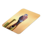 Kestrel、Falco sparverius、米国およびカナダへの先住民 マグネット (左側)