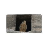Kestrel in a small wall opening in the old church  ラベル (正面)