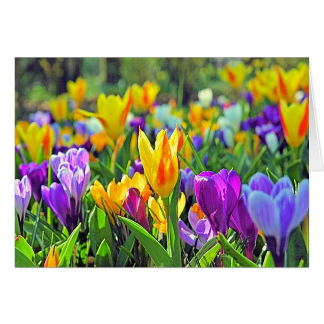 KEUKENHOFの庭、オランダ (正面横)