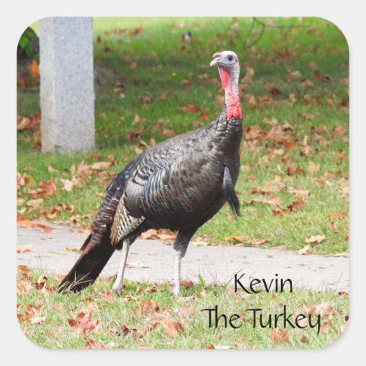 Kevin The Turkey - Old Wethersfield, CT スクエアシール (正面)