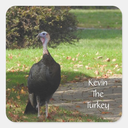 Kevin The Turkey - Old Wethersfield, CT スクエアシール (正面)