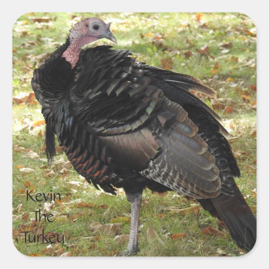 Kevin The Turkey - Old Wethersfield, CT スクエアシール (正面)