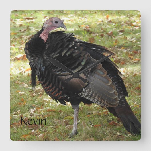 Kevin The Turkey - Old Wethersfield, CT スクエア壁時計 (正面)