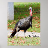 Kevin The Turkey - Old Wethersfield, CT ポスター (正面)