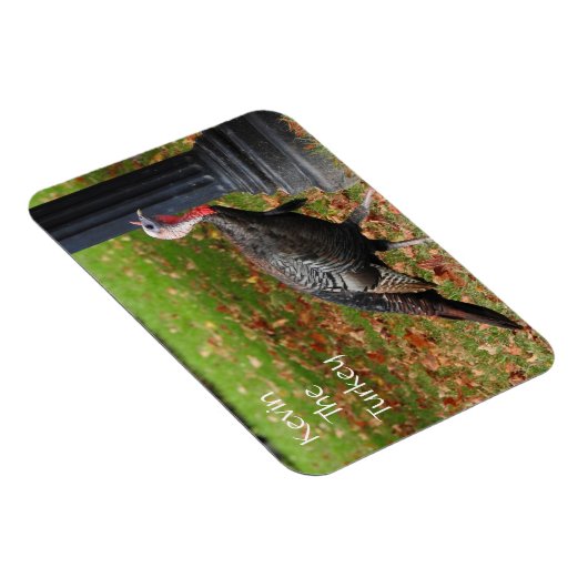 Kevin The Turkey - Old Wethersfield, CT マグネット (右側)