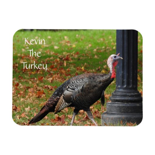 Kevin The Turkey - Old Wethersfield, CT マグネット (横)