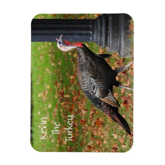 Kevin The Turkey - Old Wethersfield, CT マグネット (縦)