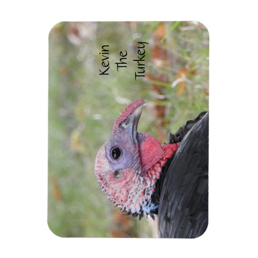 Kevin The Turkey - Old Wethersfield, CT マグネット (縦)