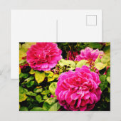 Kew Gardensでピンク色の花を撮影 ポストカード (正面/裏面)