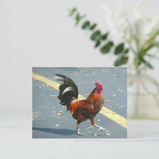 Key Westの鶏 ポストカード (スタンド正面)