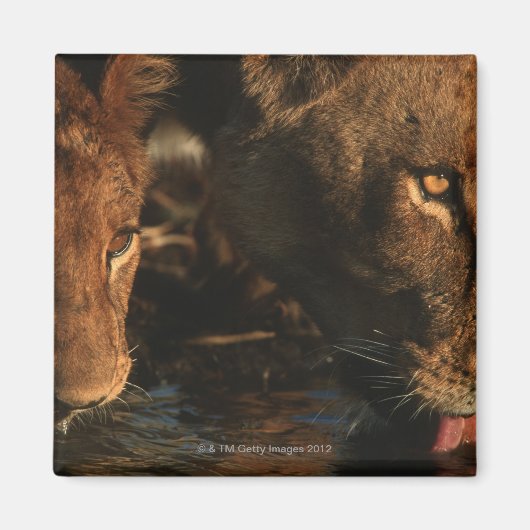 Khwai River, Moremi Wildlife Reserve,ボツワナ マグネット (正面)