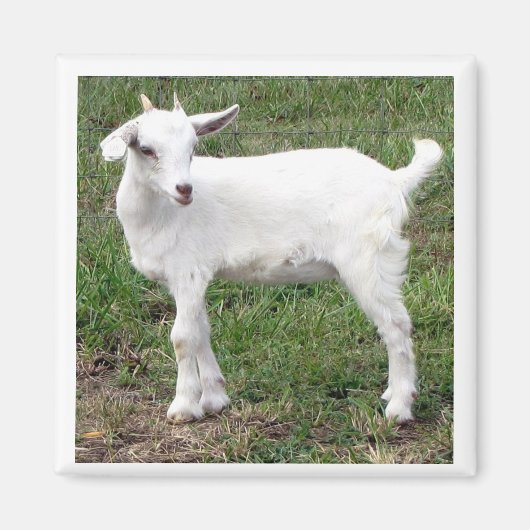 「kid」マグネット マグネット (正面)