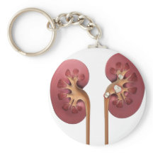kidneys