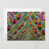 KIDS愛のパロット ポストカード (正面/裏面)