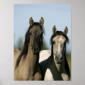 Kiger Mustang Horses Standing Headshots ポスター (正面)