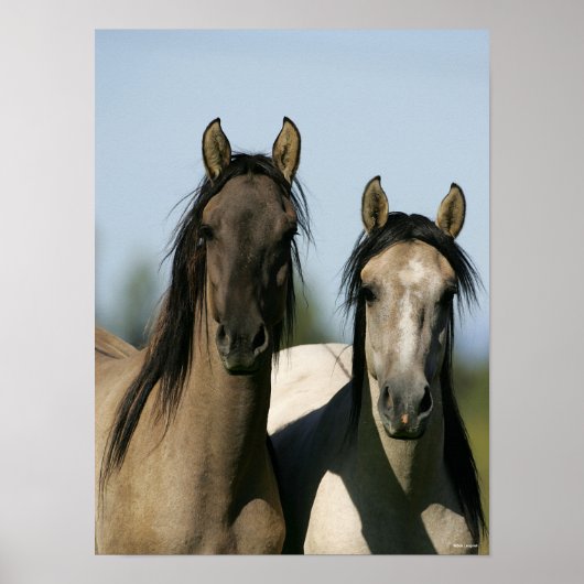 Kiger Mustang Horses Standing Headshots ポスター (正面)